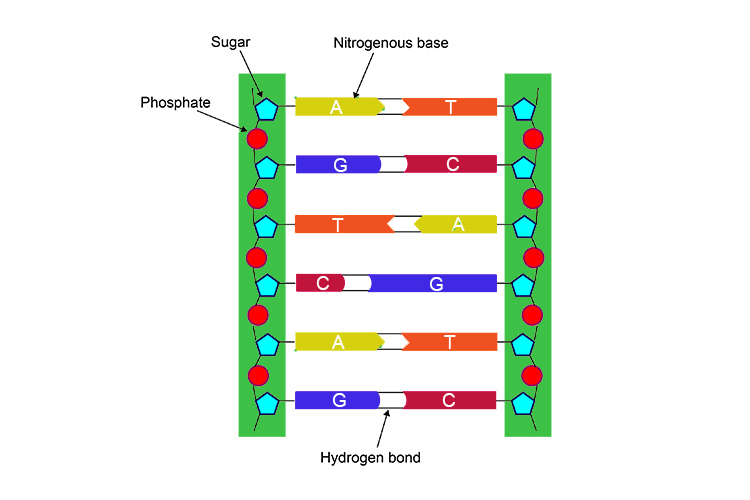 Simplified structure of DNA nitrogenous bases and hydrogen bonds between bases